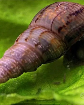 Lumache acquatiche Melanoides