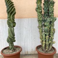 Coppia piante grasse