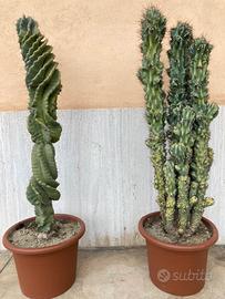 Coppia piante grasse