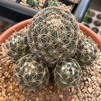 🌵Cactus succulenta haworthia-gasteria-coriphantha🌵