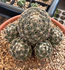 🌵Cactus succulenta haworthia-gasteria-coriphantha🌵