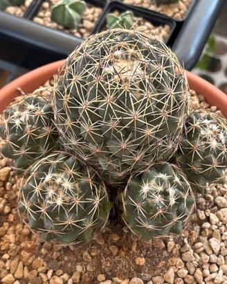 🌵Cactus succulenta haworthia--coriphantha🌵