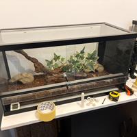 Teche + geco lepardo