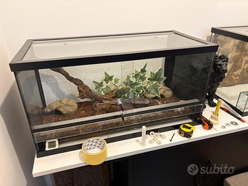 Teche + geco lepardo