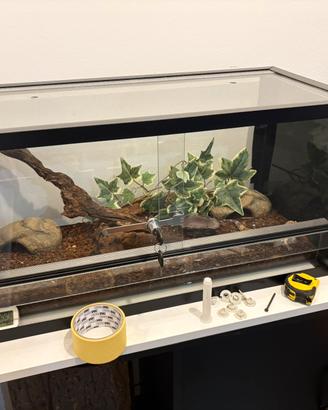 Teche + geco lepardo