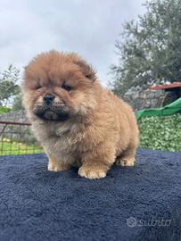 Chow chow rosso e crema