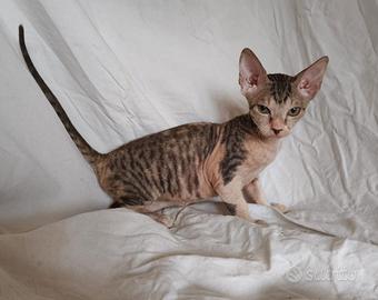 Gattina don sphynx tortie tabby e bianca