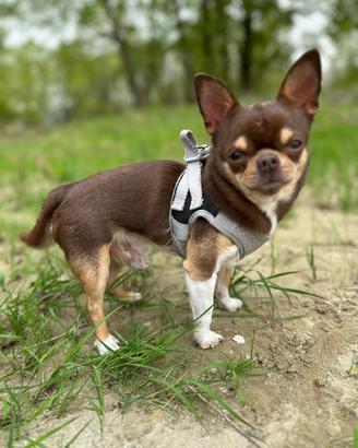 Chihuahua per monta