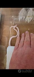 Pantherophis palmetto