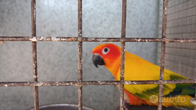 Pulletti di pappagalli