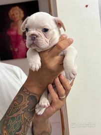 Bulldog francese
