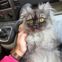 Gatta pronta per accoppiamento