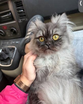 Gatta pronta per accoppiamento