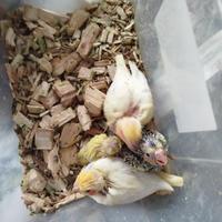 Calopsiti e cocorita