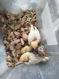 Calopsiti e cocorita