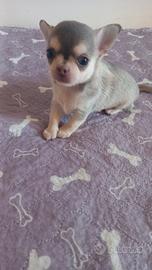 chihuahua colorazione jascky 