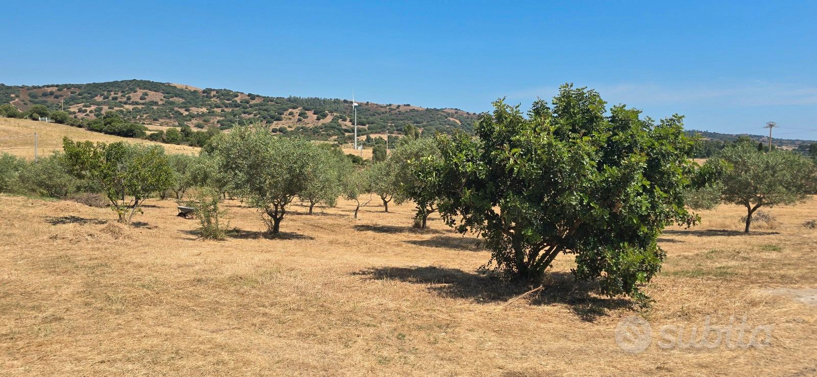 Località Capo Comino - Casa singola con terreno - Vista 6