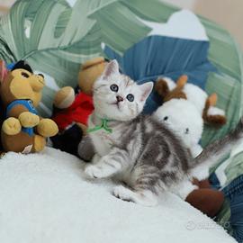 Gattino British shorthair scottish stupendo