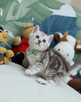 Gattino British shorthair scottish stupendo