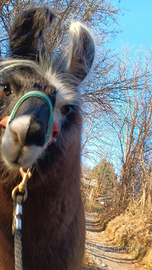 Wooly lama femmina