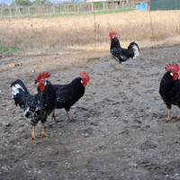 Galline ornamentali