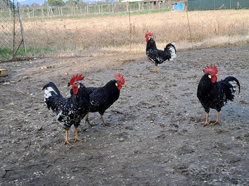 Galline ornamentali