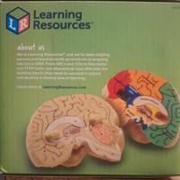modello di cervello learning resources