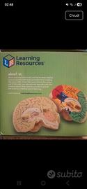 modello di cervello learning resources