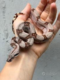 Femmina baby boa constrictor