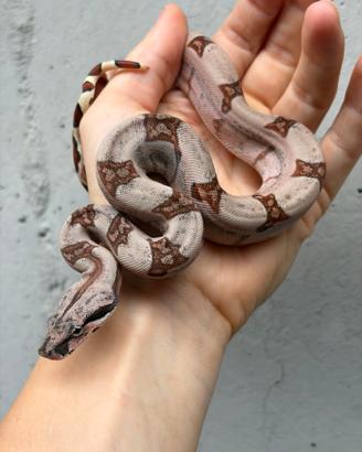Femmina baby boa constrictor