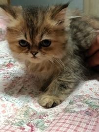 Gatto persiano
