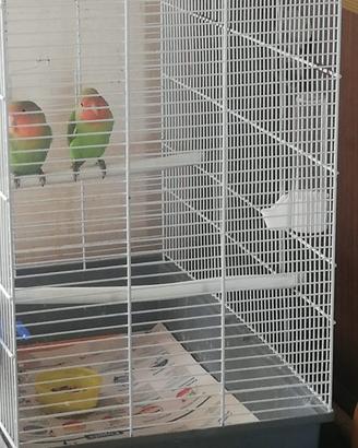 Inseparabili