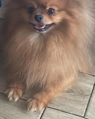 Volpino di Pomerania