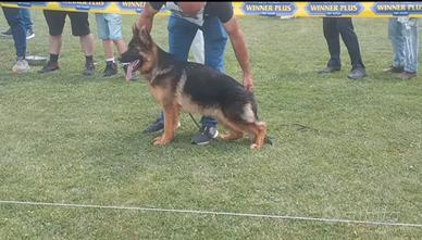 Cucciolo Pastore Tedesco