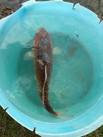 Carpa koi