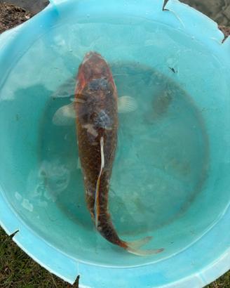 Carpa koi