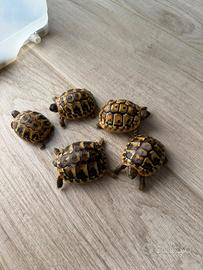 Testuggini Tartarughe Terrestri (Hermanni Hermanni