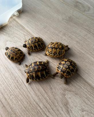 Testuggini Tartarughe Terrestri (Hermanni Hermanni