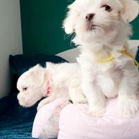 Cuccioli di maltese maschi femmine