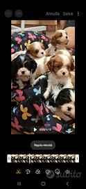 Cavalier king con Pedigree Enci e certificazioni