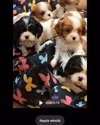 Cavalier king con Pedigree Enci e certificazioni