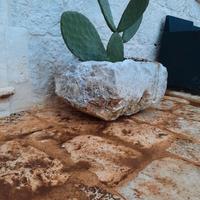 Antica pila in pietra