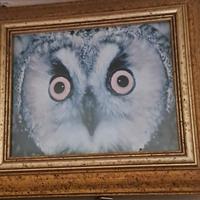 quadro con gufo, cornice Vintage 