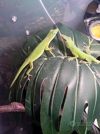 Camaleonti americani Anolis
