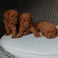 Cuccioli di barboncino mini e Toy red di 3 mesi