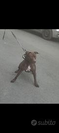 Pitbull