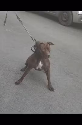 Pitbull