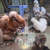 Moroseta silkie