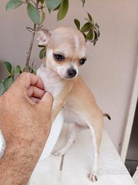cucciole di chihuahua toy