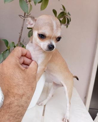 cucciole di chihuahua toy